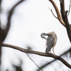 用户支持编辑阿珂正在整理读者关于虎牙直播伴侣的纠错邮件，桌面上贴满便签与校对清单，屏幕上是待核实条目列表