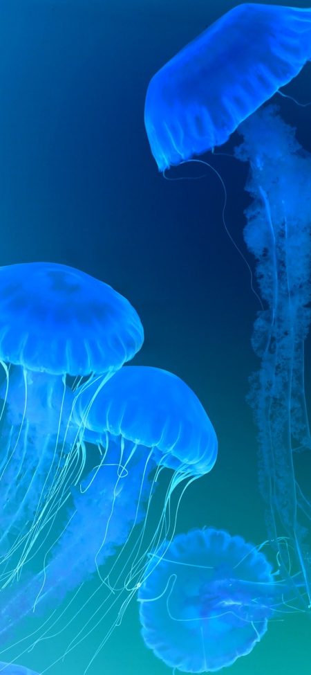 虎牙直播伴侣直播中控台截图，屏幕上方漂浮半透明弹幕，下方是音量和互动按钮